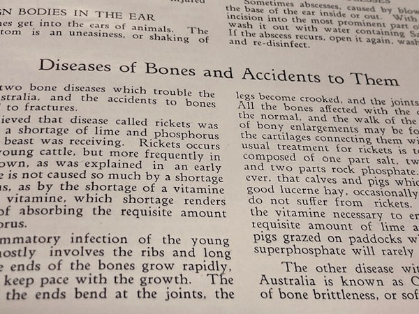 1930's - Successful Dairying
