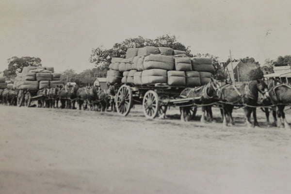 Wool Bales Being Transported by Dray Photo , Rural Victoria