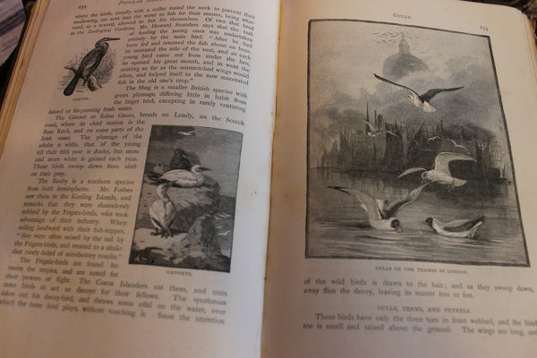 1897 - Popular History of Animals